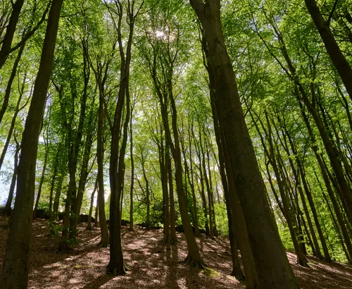 This is a nature photograph taken in a forest during the early afternoon in the spring season. The main subject of the image is the canopy of tall trees, seen from below, with sunlight filtering through the bright green leaves and casting dappled light patterns on the forest floor. The photograph emphasizes the verticality and density of the trees in the forest, capturing the vitality and fresh growth typical of springtime. The perspective is directed upward, highlighting the lush overhead canopy and the interplay of light and shadows created by the trees. There are no notable landmarks captured in this landscape image, as the focus remains on the natural features of the forest environment.
